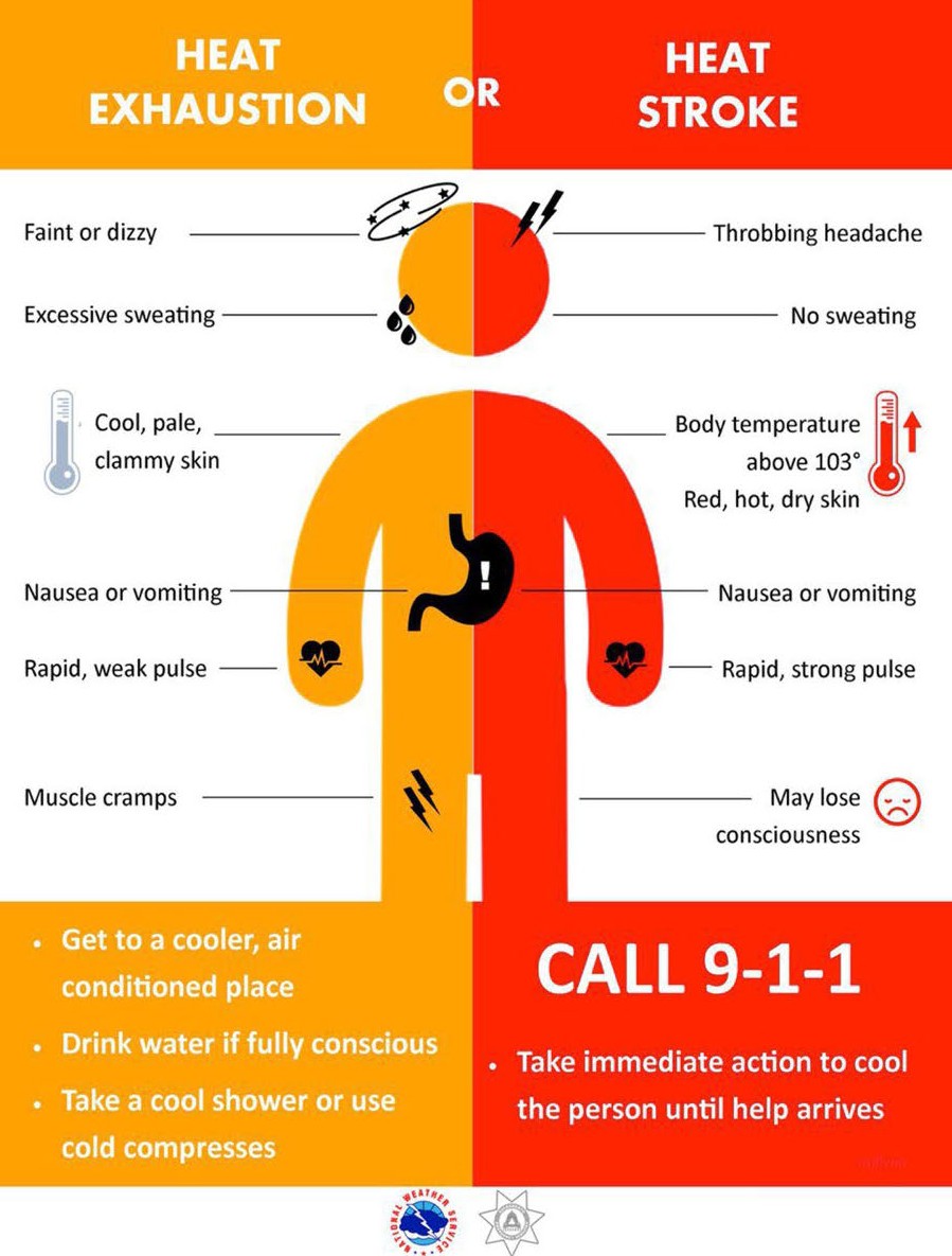 symptoms of heat exhaustion include feeling faint or dizzy, excessive sweating, cool skin, nausea or vomiting, rapid but weak pulse and muscle cramps. Symptoms of heat stroke include throbbing headache, no sweating, high body temperature, red and dry skin, rapid and strong pulse, and loss of consciousness. Call 9-1-1 is heat stroke is suspected.